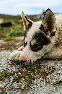 格陵兰犬  格陵兰岛伊卢利萨特的哈士奇雪橇犬眼睛游客毛皮说谎鼻子雪橇宠物小狗犬类哺乳动物图片