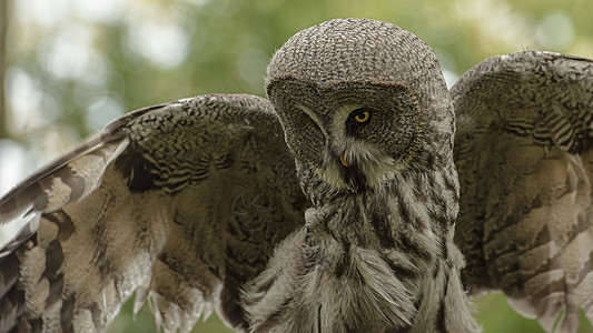 被囚禁的大灰猫头鹰捕食者动物条纹猎人翅膀羽毛眼睛鸟类荒野猎物图片