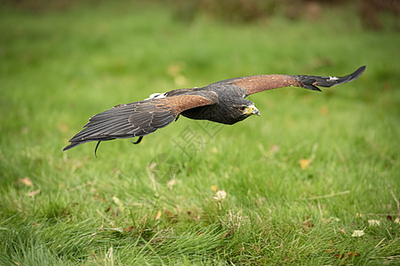 哈里斯霍克被囚禁鸟类翅膀飞行猎物棕色羽毛力量动物食肉单环图片