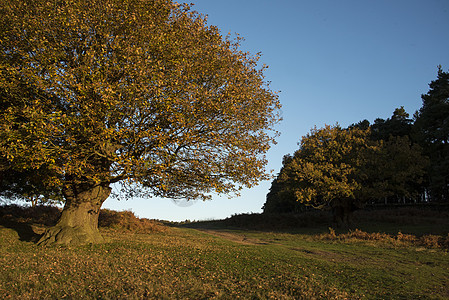明秋清晨在英国国家公园举行阳光太阳季节天空公园蓝色植物叶子环境爬坡图片