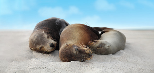 海狮家族躺在加拉帕戈斯群岛海滩上的沙滩上 — 可爱的动物图片