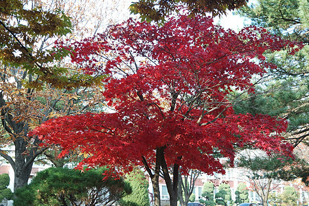 公园树木上多彩的叶子环境季节橙子旅行红色农村绿色树叶森林风景图片