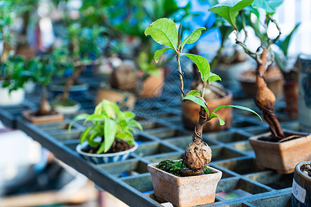 在亚洲街头市场装饰房间的装饰性工厂 亚洲爱好树干生长植物植物学文化花园艺术矮人园艺图片