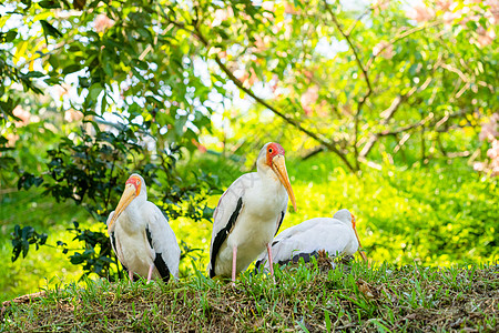 一群奶坐在公园的绿草坪上翅膀鸟类橙子脖子白鹳情调晴天账单鸟舍荒野图片