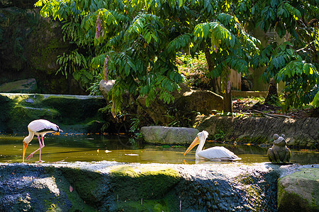 鸟类公园的装饰池塘 一只鸬鹚在池塘里游泳 一只奶鹳在捕猎图片