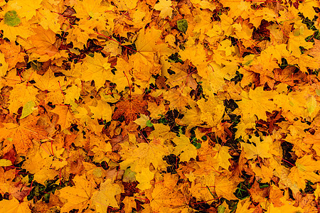 枫叶在秋天 背景团体季节性黄色植物森林叶子装饰橙子棕色墙纸图片