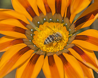 蜜蜂收集花粉 在黄色的菊花上动物群花头植物群雏菊花柱花卉花园花瓣种群学昆虫图片