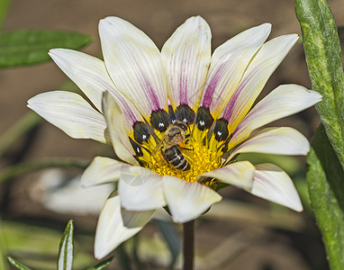 蜜蜂收集花粉 在白花上翅膀动物群花卉野生动物身体绿色花头雏菊花柱昆虫图片