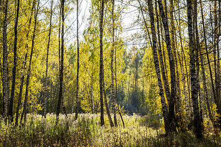 秋初的伯奇森林晴天阳光树干公园绿色叶子白色黄色季节木头图片