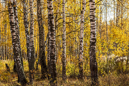 秋初的伯奇森林季节阳光太阳日落公园绿色晴天场景树干木头图片