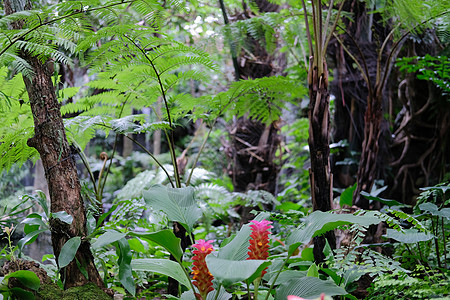 绿色树叶绿树树树植物自然景观公园视图叶子环境花园背景图片