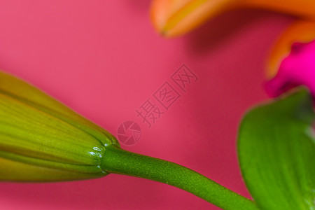 Lily 特写橙色的Lily花朵 大型横向摄影百合绿色橙子植物群花瓣花园房子植物叶子宏观图片