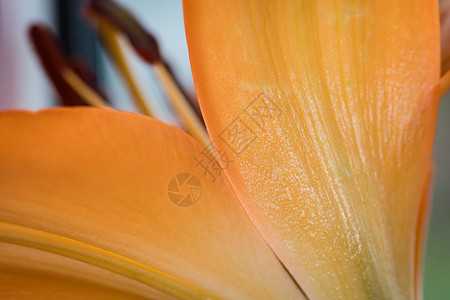 Lily 特写橙色的Lily花朵 大型横向摄影花园宏观房子绿色植物橙子叶子花瓣植物群百合图片