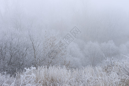 冬天树雪雾雾中覆盖着无霜的树旅行公园林地温度气候城市松树季节森林白色背景