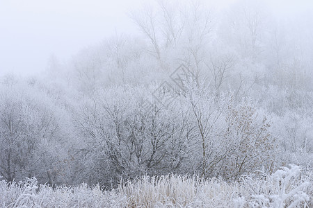 雾中覆盖着无霜的树森林薄雾公园温度场景城市林地季节白色气候背景图片
