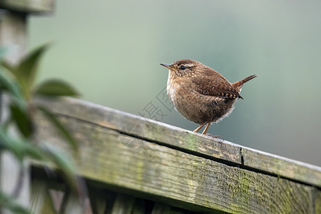 鸟儿围在围栏上 这是英国的普通花园动物麻雀木头林地野生动物飞行翅膀歌曲羽毛航班图片