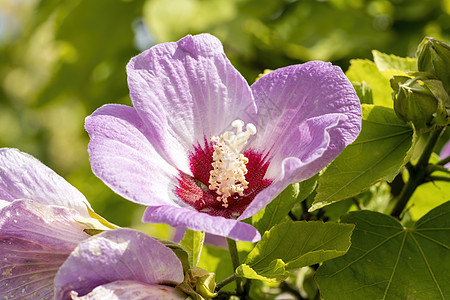 修容粉莉拉克女王的希比修斯花坛花瓣灌木紫色家庭季节生长木槿花粉宏观背景