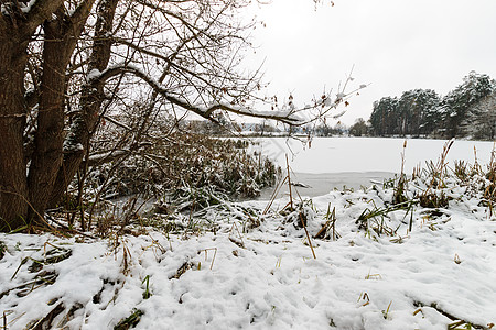 松林的冰霜覆盖着池塘松树植物天气场景环境公园木头季节森林冻结图片