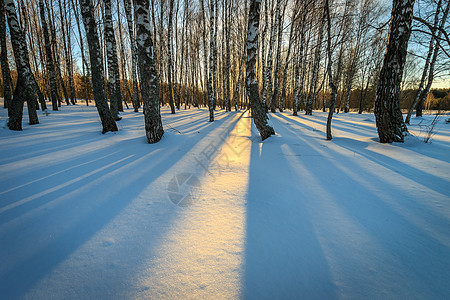 冬季白树林美丽的日落 冬天桦树光束阳光冻结公园松树场景太阳阴影环境背景图片