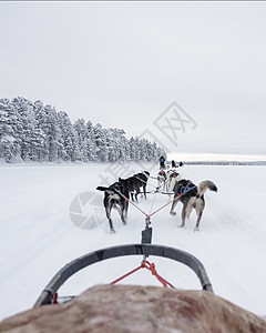 狗拉雪橇快速地挪威高清图片