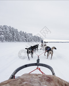 从雪橇上看到 乌斯基人队的跑步声行动冒险竞赛小狗犬类马具团队活动运动旅游图片