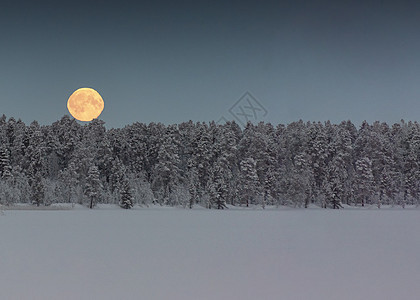 月亮挂在树上天空中 在下雪 冬天 陆地日落森林天气场景星系云杉星星树木蓝色月光图片