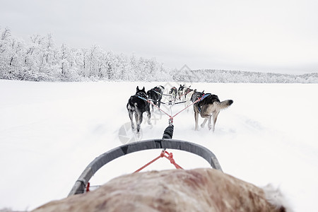 从雪橇上看到 乌斯基人队的跑步声马具运动行动旅游犬类活动团队动物竞赛小狗图片