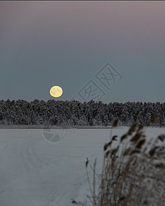 月亮树月亮挂在树上天空中 在下雪 冬天 陆地日落太阳蓝色季节星系森林场景天气树木星星背景