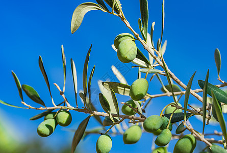 树枝上绿橄榄场地绿色晴天收获叶子橄榄树天空食物季节农业图片