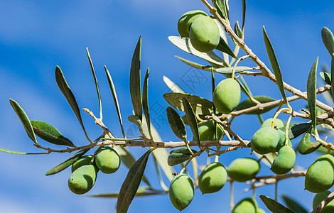 橄榄树枝上的新鲜橄榄果实图片