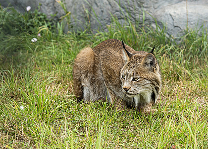 被囚禁的Candian人私产耳朵野生动物野猫猫科哺乳动物森林动物眼睛毛皮猎人图片