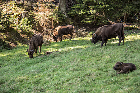 罗塔尔山森林中的野牛的一锁偶蹄毛皮山坡犊牛奶牛牛科自然公园牧群荒野森林图片