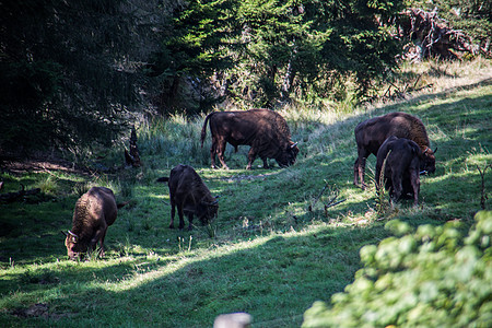 罗塔尔山森林中的野牛的一锁自然公园山坡奶牛牧群牧场动物游乐园森林牛科偶蹄图片