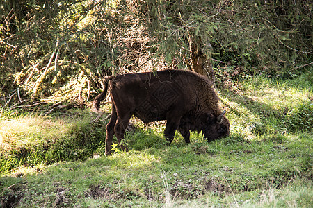 罗塔尔山森林中的野牛的一锁自然公园牧群牧场偶蹄牛科山坡犊牛游乐园荒野森林图片