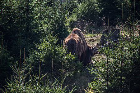 罗塔尔山森林中的野牛的一锁偶蹄森林动物奶牛毛皮荒野犊牛自然公园牧场牧群图片