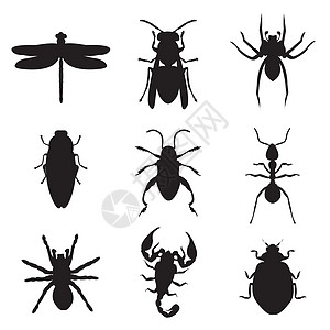 昆虫和动物 bug 蚂蚁蜻蜓蝎子蜘蛛蟑螂瓢虫剪影图标黑色 Vecto蚯蚓蝴蝶蛴螬漏洞蜜蜂卡通片生物孩子野生动物行动图片