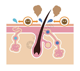 体臭矢量平面制作图案的成因大汗腺卫生药品出汗汗腺保健载体气味组织图层图片