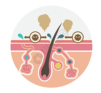 体臭矢量平面制作图案的成因大汗腺保健腺体出汗女士表皮气味组织皮脂腺汗腺图片