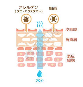 皮肤受伤皮肤的剖面图皮脂治疗表皮障碍水分损害过敏真皮保健细菌图片