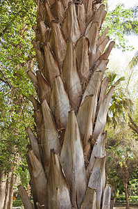 棕榈树的缝合树木吸引力花园植物园绿色公园棕榈厨卫植物背景图片