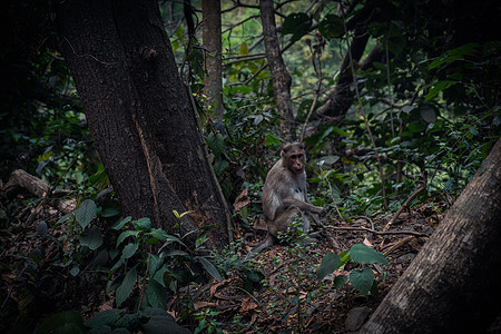 猴子坐在地上森林野外动物旅行动物野生动物植物摄影土地主题哺乳动物图片
