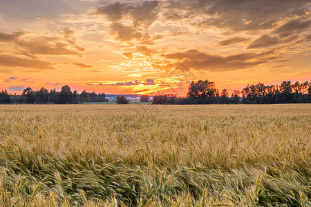 黄昏与年轻的黑麦一起在田野上阳光小麦国家栅栏戏剧性植物种子农场收成谷物图片
