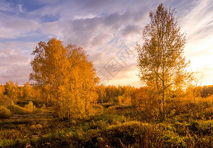 日落在一片田地上 黄金秋天有草和双胞胎森林黄色紫色天空季节叶子绿色荒野蓝色场景图片