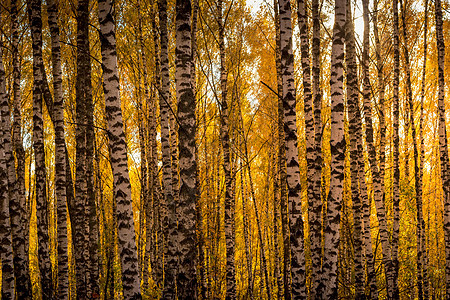 在阳光明媚的黄金秋天 伯奇森林白色环境木头风景场景太阳公园季节绿色晴天图片