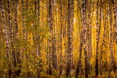 在阳光明媚的黄金秋天 伯奇森林木头叶子风景太阳绿色树林黄色公园白色日落季节高清图片素材