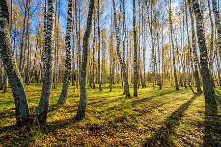 伯奇森林在明亮的秋天树叶季节环境木头蓝色风景植物旅行太阳天空图片