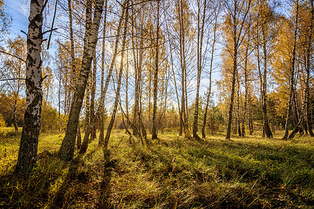 伯奇森林在明亮的秋天橙子木头太阳场景阳光松树蓝色环境树林树叶图片