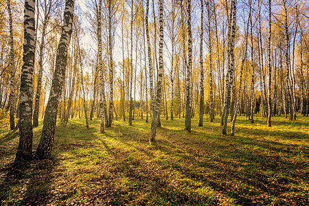 伯奇森林在明亮的秋天树林阳光天空公园风景树叶太阳场景旅行蓝色图片