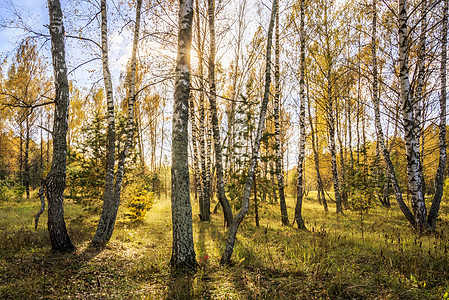 伯奇森林在明亮的秋天季节天空橙子阳光木头风景树叶场景植物阴影图片