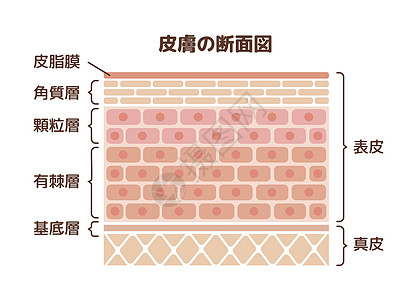 它制作图案的人类皮肤层细胞学校图层载体皮肤科绘画器官表皮身体科学图片